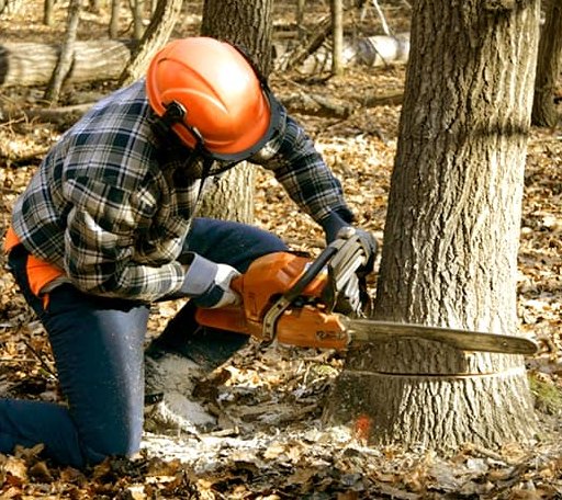 Tree Removal in Paris, TX